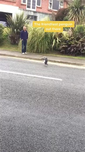 Friendly Penguin Interacts with Humans in Heartwarming Encounters