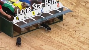 Watch and be amazed at the wacky races of 2021! Here's to a smooth ride in 2022! | At The Races