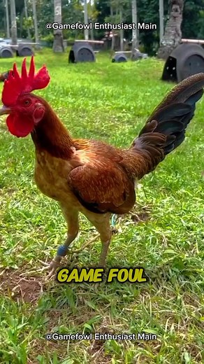 1.1K views · 48 reactions | Common Mistakes in Gamefowl Breeding #gamefowleducation #poultrycaretips #responsiblebreeding | Gamefowl Enthusiast | Facebook