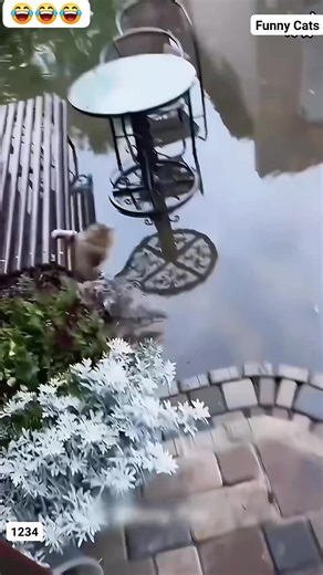 #funnyvideos #catsoffacebook #cats #FunnyCats #catfights | 1234