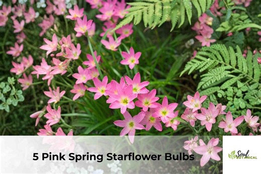 Pink Spring Starflower Bulbs | Ipheion Uniflorum, Early Bloom (5 Bulbs) - Etsy
