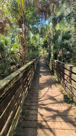 Cabbage Palm Trees Along Boardwalk & Hear Insects at Black Hammock Wilderness Area! Oviedo, Florida