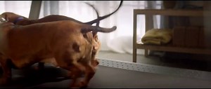 Nature's Recipe TV Spot, 'Three Dachshunds'