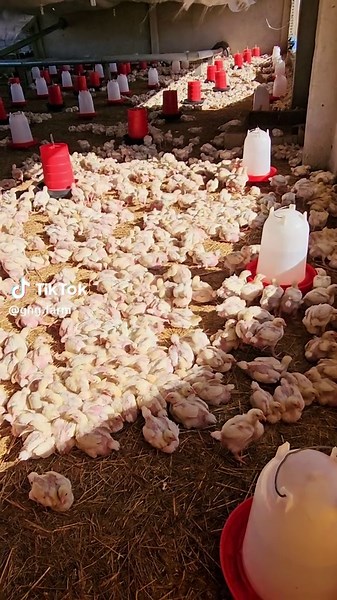 Poultry Farming for Broilers: A Complete Guide
