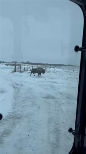 We moved the breeding bulls to the far north east field. The plan is to move the yearling bulls from the corral to the new enclosure near the house. It will be easier to water them, I wonder how Leroy will react. #supportlocal #bigdbison #fblifestyle #ranchlife | Big D Bison