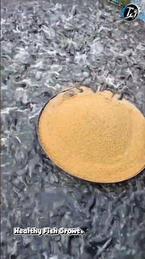 Smart Fish Farming Feeding Time 🐟🌾 #Aquaculture #FishFarm #Farming