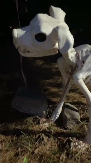 ** Disclaimer** Spooky Stuff Here! Spookyville and Bony Dog.