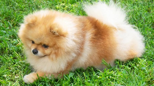🕰️✨ A Peek into Pomeranian History ✨🕰️ Did you know the Pomeranian we adore today was once a much larger dog? Originally bred from sled-pulling Spitz-type dogs in the Arctic regions, early Pomeranians weighed up to 30 pounds! Named after the Pomerania region in present-day Poland and Germany, they were eventually brought to England—and it was Queen Victoria who truly changed the breed's history. She fell in love with a small red Pom during a trip to Italy, and from then on, breeders began sele