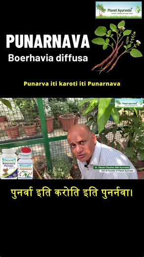 Punarnava / Boerhavia diffusa - A Natural Diuretic & Its Health Benefits | Know from Dr. Chauhan
