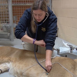 32K views · 2.2K reactions | To the amazing women making this world a better place for animals- Happy International Woman's Day ❤️  | Milwaukee County Zoo | Facebook