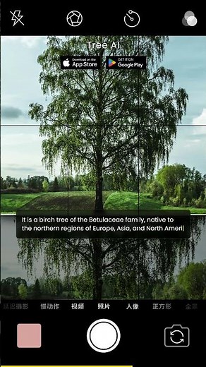 Do you know this tree ? #shorts