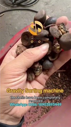 Sorting Tea Seeds and Shells by High Efficiency Gravity Sorting Machine | Gravity Separation Machine