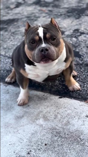 ABKC Champion Homie: The Pocket Bully Stud 🔥 | Elite American Bully