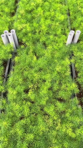 Wholesale Cedar Saplings: Planting Guide and Tips