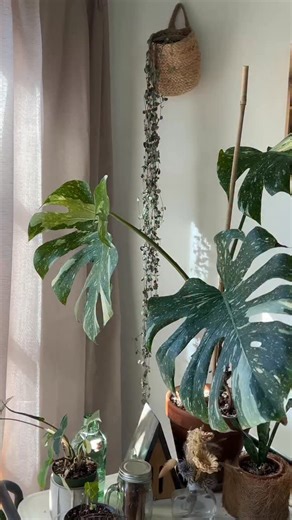 Repotting String of Hearts pinning vines for a fuller plant 🪴✨ It’s still looking pretty long soooo should I chop & prop to start another plant or add them back to the pot? 😊 #succulents #stringofhearts #planthacks #plantcare #succulentcaretips | Mtplanters