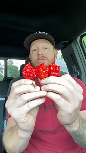 Fresh Carolina Reapers chased with a Trinidad Scorpion! #spicekingdom #carolinareapers #trinidadscorpion #spiceking #hotpepper #cravingcapsaicin | Craving Capsaicin