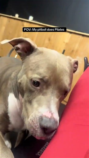 @zarathepit: she showed me 😂 #dog #doglover