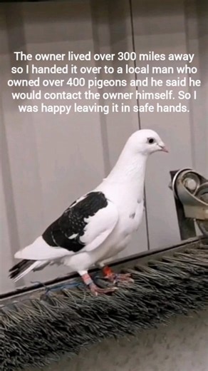 Homing pigeon rescue 🕊️ This beautiful Pigeon got tired and lost during a race and landed up in the barn at work. I called the Ower but he lived over 300 miles away so I handed it over to a local man who owned over 400 pigeons and he said he would contact the owner himself and deal with it from there. I was happy leaving it in the safe hands of a licensed keeper. | The Robin Whisperer
