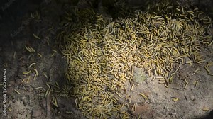 Thousands of disgusting bird-cherry eater ermine moth caterpillars worms insects