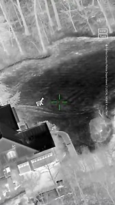 80K views · 270 reactions | A loose llama led police on a chase in...