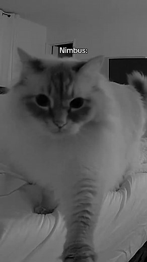 Nighttime Motion Detection: Cat Zoomies and Growls
