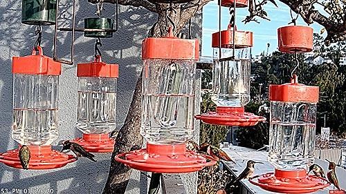 Hummingbird Cam, CA