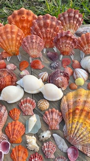 43 Lion’s Paws 😍1 Beach Walk 🌊