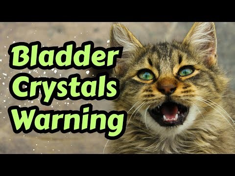 Why Cats Get Bladder Crystals