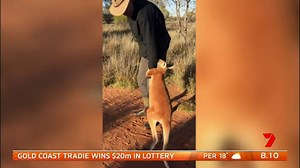 This Kangaroo begging his keeper not to leave him is melting hearts. The little Kangaroo can be seen clinging to him trying to stop him from leaving. The keeper reassures him he'll be back. The whole thing is SO cute! | Sunrise