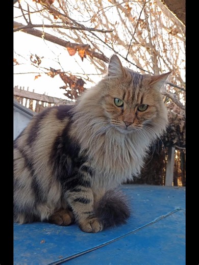 🐾 Voici quelques-uns de nos chats du refuge.. Un autre panel représentatif des petites merveilles présentes au refuge. 💗 Des personnalités uniques au physique typé qui ne laisse personne insensible. Il y a encore d'autres surprises à découvrir ... Comment ? ✅ ️En nous contactant en message privé pour venir les rencontrer samedi, lors de la Journée Adoption. On vous attend ! | Association les Chats libres de béziers