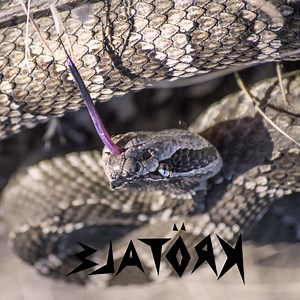 Krötale - L'ami naturel / le rut animaL