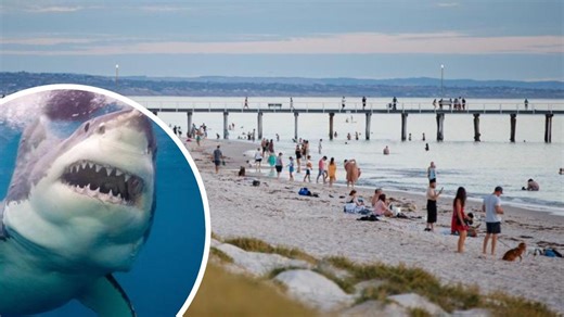 Revealed: The SA beaches sharks love to circle