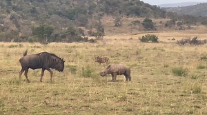 Baby rhino charges a wildebeest at the Welgevonden Game Reserve in South Africa. Cheers for sending in ya video Marion! Got a video you wanna show us? Send it our way using our fancy form, you legends! https://ozzyman.com/submit/ | Ozzy Man's Video Licensing