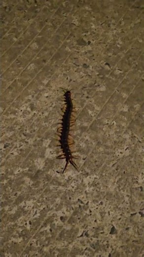 The puppy is attacking the centipede.#insects #puppy #cat #song
