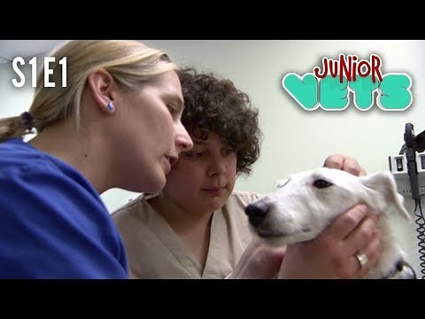 Junior Vets | S1E1