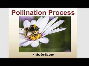 Pollination Process