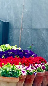 14 reactions | DHA Bahawalpur CEO : Royal Properties Faisal Rizwan...