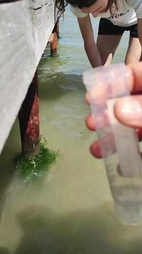 Exploring Aquatic Life: Microscopic Organisms in Action