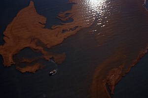 Great Salt Lake’s brine shrimp population booms, majorly impacting future of Utah, wildlife, and the world