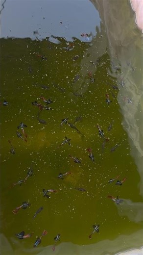 Chilli Red Dumbo Ear❤️#ChillyRedDumboEar #RedDumboEar #DumboEarGuppy #GuppyFish #fishlovers