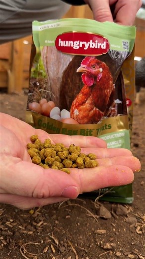 Chickens Love These Delicious Bits! 🐔 #backyardchickens #chickens #chickenfeed #chickenfood