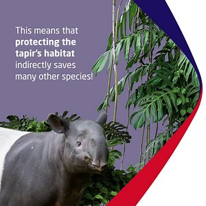 It’s World Tapir Day! While tapirs can be found in many regions in the world, including Southeast Asia, all tapir populations are in fact facing endangerment. Find out what makes this creature unique and how protecting them helps to reduce biodiversity loss. | MSIG