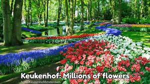 Keukenhof 2025: seven million tulips and other flowers