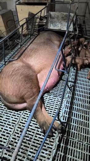 RB SUÍNOS on Instagram: "RBSUINOS buscando sempre melhoramento genético dos suínos para melhor atender os nossos clientes da RBSUINOS..#suinos"