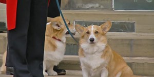 Queen Elisabeth und ihre Hunde: Alles über die Corgis und Dorgis