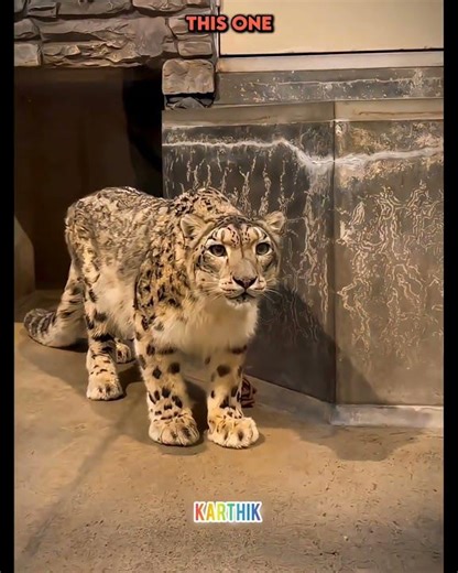 Other animals Face Off vs Face Off of Tiger and Leopard l edit by Karthik-DK-YT