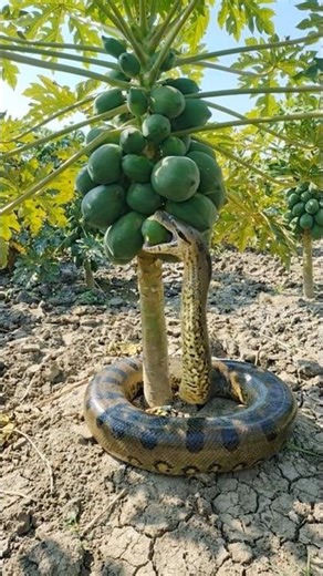 Python Eating Fruit #snake #animals