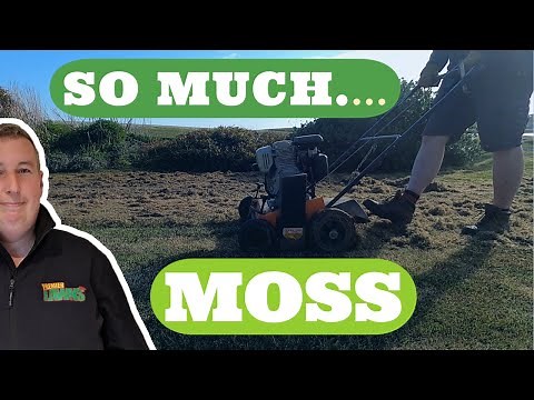 Scarifying a very mossy lawn | Breaking all the RULES
