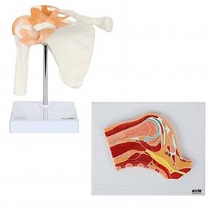 Axis Scientific Functional Shoulder Joint Anatomy Model Set Includes Flexible Skeletal Shoulder Model, Cross Section Model and Product Manuals, 2 Pack Medical Education & demonstration skill