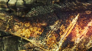 As we search for traditional recipes to serve you delicious food at Tukuni, we are learning so much about our heritage and so proud of our traditional foods. From our Farm to Table Project supported by UNDP SDG through SPC Poetcom, we will be sharing our learnings and recipes with you. Today we share trditional recipes for super food - Fish ! | Tukuni